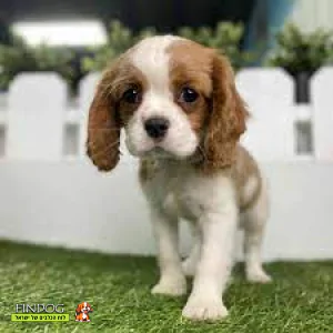 קבליר קינג צ'ארלס ספנייל