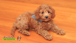 פודל ענק - פודל קינג רויאל