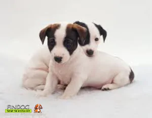 ג'ק ראסל טרייר