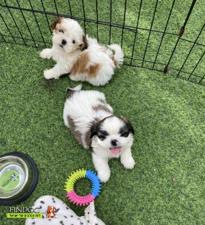 שי טסו / שיצו - שלג