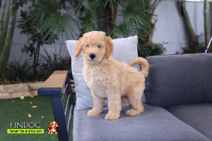 פודל ענק - פודל קינג רויאל