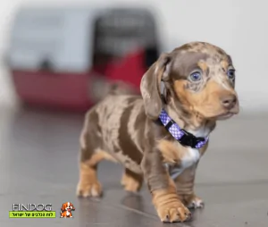 תחש / דקל תחש / דקל