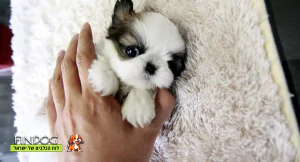 שי טסו / שיצו - גוני