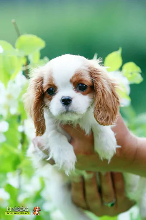 קבליר קינג צ'ארלס ספנייל