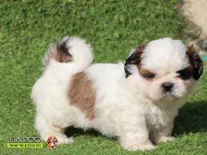 שי טסו / שיצו