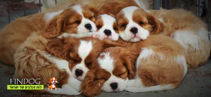 קבליר קינג צ'ארלס ספנייל