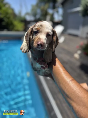 תחש / דקל תחש / דקל