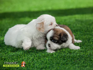 שי טסו / שיצו