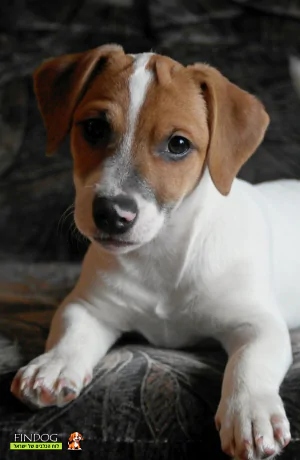 ג'ק ראסל טרייר