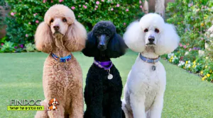 פודל ענק - פודל קינג רויאל