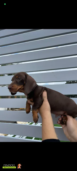 תחש / דקל - תחש ננסי תחש / דקל - תחש ננסי