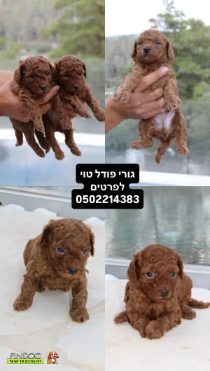 פודל פודל