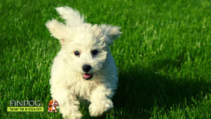 בישון בולונז בישון בולונז