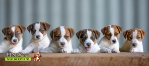 ג'ק ראסל טרייר