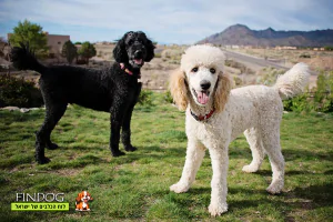 פודל ענק - פודל קינג רויאל פודל ענק - פודל קינג רויאל