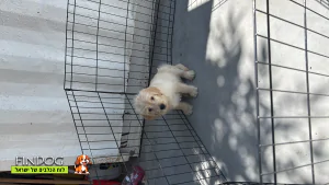 לברדור לברדור