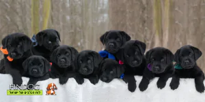 לברדור לברדור