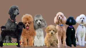 פודל ענק - פודל קינג רויאל פודל ענק - פודל קינג רויאל