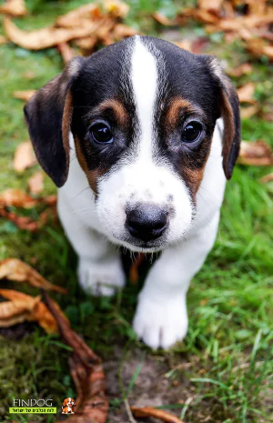 ג'ק ראסל טרייר ג'ק ראסל טרייר