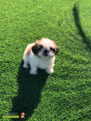 שי טסו / שיצו