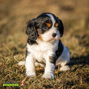 קבליר קינג צ'ארלס ספנייל קבליר קינג צ'ארלס ספנייל