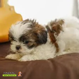 שי טסו / שיצו שי טסו / שיצו