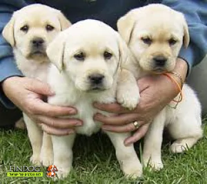 לברדור לברדור