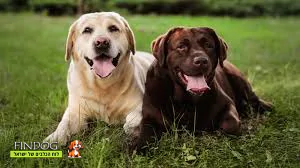 לברדור לברדור