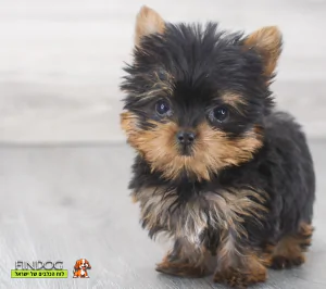 יורקשייר - יורקשייר טרייר יורקשייר - יורקשייר טרייר