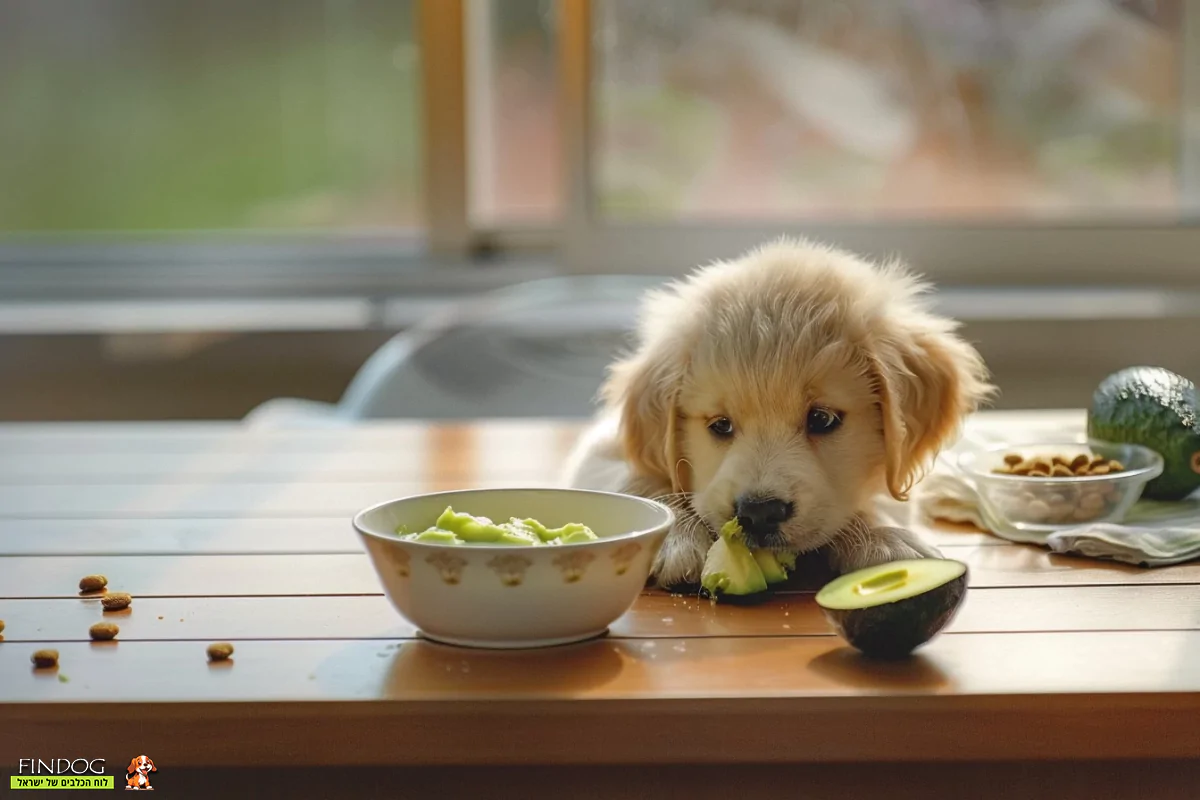גור כלבים רוצה לאכול אבוקדו