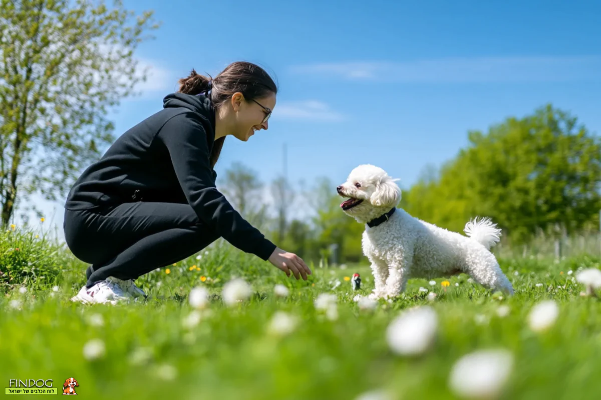 טיפים מקצועיים לאילוף כלבי בישון פריזה