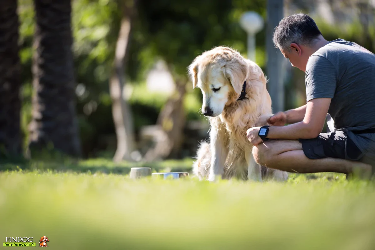 דם בפיפי של כלב - גורמים ודרכי טיפול מיידיות