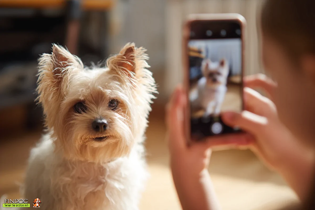 סרטוני כלבים קטנים - איך ליצור תוכן ויראלי
